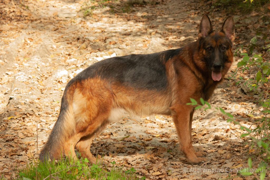 Il cane è una merce? Seconda parte